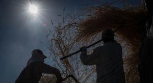 در ۵ سال اخیر؛ ۵۷۰ میلیارد ریال غرامت گندم به کشاورزان شادگان پرداخت شد در ۵ سال اخیر؛ ۵۷۰ میلیارد ریال غرامت گندم به کشاورزان شادگان پرداخت شد