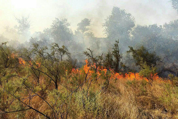 فرماندار ایذه خبر داد: تالاب میانگران برای چندمین بار آتش گرفت/ حریق عمدی بود فرماندار ایذه خبر داد: تالاب میانگران برای چندمین بار آتش گرفت/ حریق عمدی بود