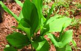 خواص درمانی گیاه زردچوبه از دیدگاه طب سنتی خواص درمانی گیاه زردچوبه از دیدگاه طب سنتی